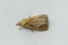 Phtheochroa inopiana